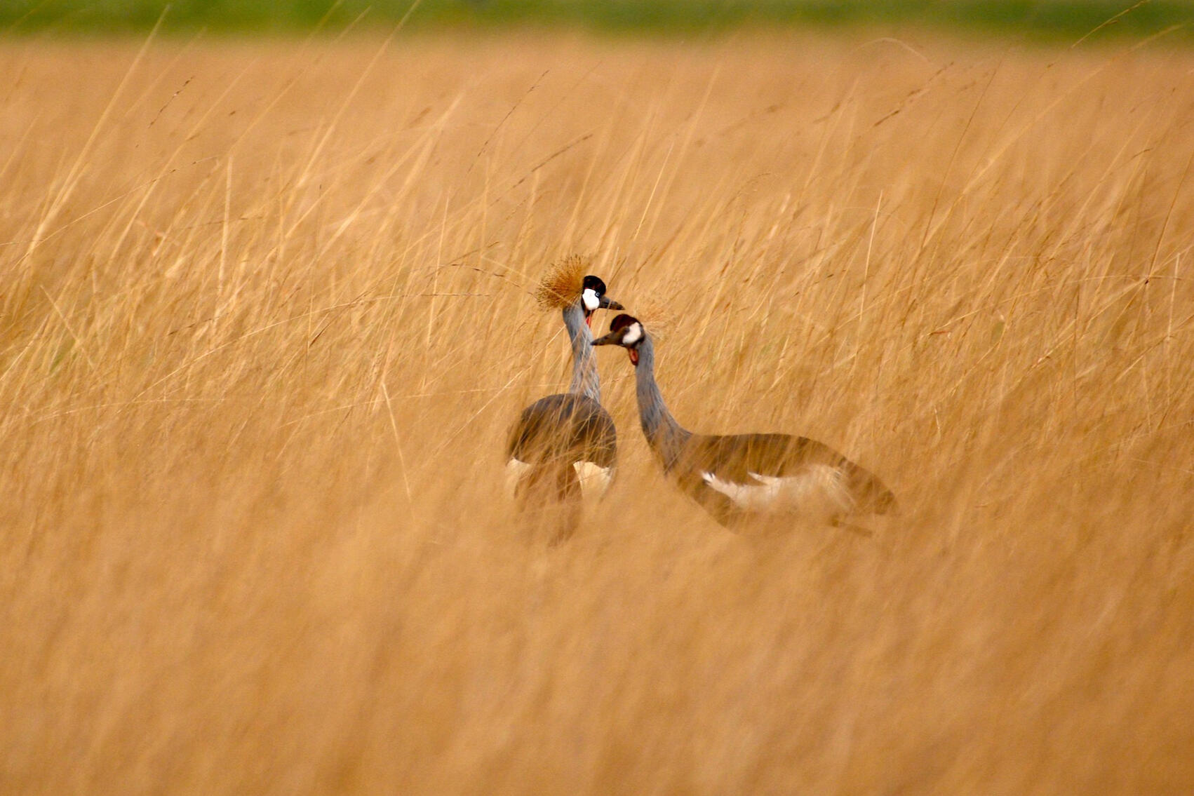 Endangered Crowned cranes by True Wild Safaris